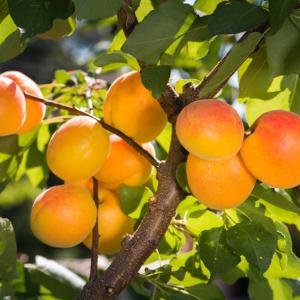 Marhuľa (Prunus armeniaca) ´DARINA´ - neskorá 170-190cm – voľnokorenná