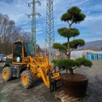 Borovica čierna (Pinus nigra) ´AUSTRIACA´ - výška 250 cm+, kont. C230L – BONSAJ 