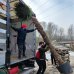 Palma konopná (Trachycarpus fortunei) - výška kmeňa 240-270 cm, celková výška 300-350 cm (-17°C)