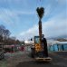 Palma konopná (Trachycarpus fortunei) - výška kmeňa 240-270 cm, celková výška 300-350 cm (-17°C)