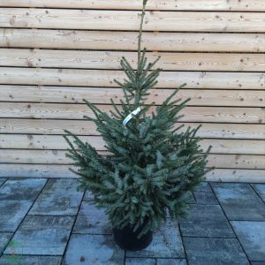 Smrek balkánsky (Picea omorika) ´OMORIKA´ – výška 120-140 cm, kont. C10L