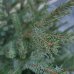 Smrek balkánsky (Picea omorika) ´OMORIKA´ – výška 120-140 cm, kont. C10L