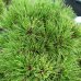 Borovica drobnokvetá (Pinus parviflora) ´BREVIFOLIA´ – výška 130-150 cm, kont. C130L – BONSAJ 