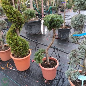 Borievka rozprestretá (Juniperus horizontalis) ´BLUE CHIP´ - (-30°C) – 90-100 cm, kont.C14L – BONSAJ 