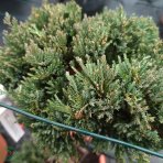 Borievka rozprestretá (Juniperus horizontalis) ´BLUE CHIP´ - (-30°C) – 90-100 cm, kont.C14L – BONSAJ 