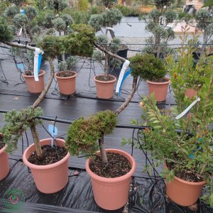 Borievka rozprestretá (Juniperus horizontalis) ´PRINCE OF WALES´ (-30°C) – 80-90 cm, kont.C14L – BONSAJ 