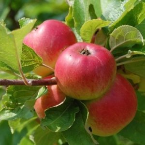 Jabloň zimná (Malus Domestica) ´ NONETIT - MATČINO ´ - výška 120-160 cm, voľnokorenná 