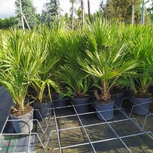 Palmička nízka (Chamaerops Humilis) - výška kmeňa 10 cm, celková výška 20-40 cm (-14°C) 