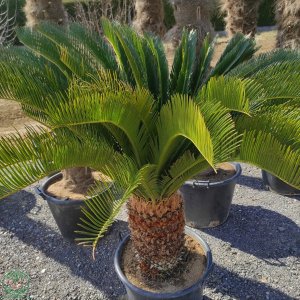 Cykas japonský (Cycas revoluta) - výška: 70-100 cm, výška kmeňa: 30/40cm, kont. C55L