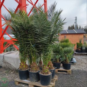 Ďatľovník kanársky (Phoenix canariensis) - výška 150-175 cm, kont. C30L ( -4°C) 