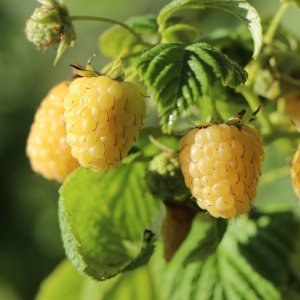 Malina žltá (Rubus idaeus) ´GOLDEN QUEEN´, výška 30-50 cm; kont. 1L