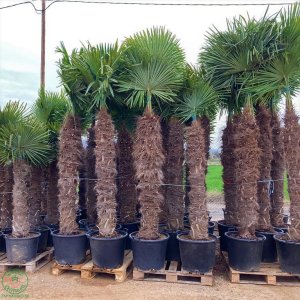 Palma konopná (Trachycarpus fortunei) - výška kmeňa 160-180 cm, celková výška 230-250 cm (-17°C)