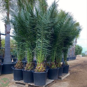 Ďatľovník kanársky (Phoenix canariensis) - veľkosť kmeňa 30-40cm, celková výška 200-220cm, priemer listov+-300cm ( -4°C)