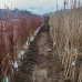 Broskyňa obyčajná (Prunus persica) ´REDHAVEN´ stredne skorá 160-180 cm - voľnokorenná