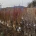 Broskyňa obyčajná (Prunus persica) ´REDHAVEN´ stredne skorá 160-180 cm - voľnokorenná