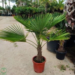 Palma konopná (Trachycarpus fortunei)  - výška kmeňa 30-40 cm, celková výška 80-100 cm, kont. C25L (-17°C) 