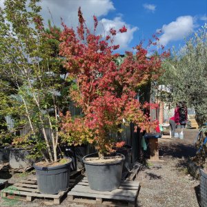 Javor dlaňovitolistý (Acer palmatum) ´KATSURA´, výška 250+ cm, kont. C230L 