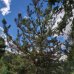  Borovica lesná (Pinus Sylvestris) - výška 300-350 cm, kont. C180L (-30°C)