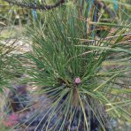 Borovica čierna (Pinus nigra) ´AUSTRIACA´ - výška 250-300 cm, kont. C130L