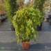 Vistéria čínska (Wisteria sinensis) ´ALBA´ výška: 100-120 cm, kont. C18L - ŠPALIÉRA