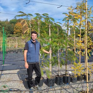 Albízia ružová (Albizia Julibrissin) - výška 200-250 cm, obvod kmeňa 8/10 cm, kont. C25L