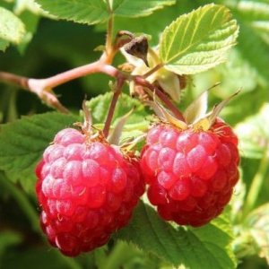 Malina červená (Rubus idaeus) ´POĽANA´ - stále-rodiaca, 50-70 cm; kont. C1L 