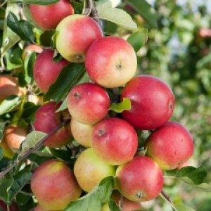 Jabloň domáca - zimná (Malus domestica) ´LIGOL´ - výška 140-170 cm, voľnokorenná 