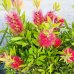 Tyčinkovec (Callistemon) ´LAEVIS´ - výška 50-100 cm, kont. C9L