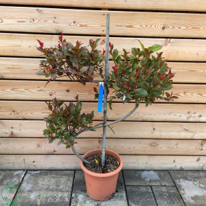 Červienka Fraserova (Photinia × fraseri)  ´LITTLE RED ROBIN´ - výška 60-90 cm, kont. C12L - BONSAJ