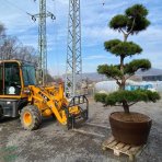Borovica čierna (Pinus nigra) ´AUSTRIACA´ - výška 250 cm+, kont. C230L – BONSAJ 