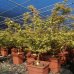 Javor dlaňolistý (Acer palmatum) ´KATSURA´, výška 80-100cm, kont. C14L 
