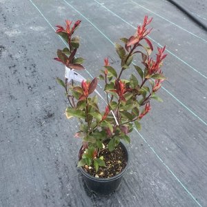 Červienka Fraserova (Photinia × fraseri) ´LITTLE RED ROBIN´ - výška 40-60 cm, kont. C3L