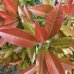 Červienka Fraserova (Photinia × fraseri) ´RED ROBIN´ - výška 80-110 cm, kont. C30L (-24°C)