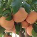 Grapefruit (Citrus × paradisi) ´MARSH´ - výška 100-140 cm, kont. C10L