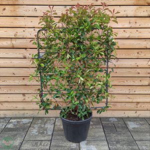 Červienka Fraserova (Photinia × fraseri) ´RED ROBIN´ - výška 150-170 cm, šírka 90-110 cm, kont. C50L - ŠPALIÉR