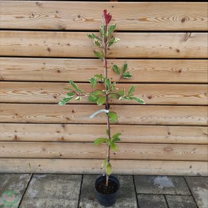 Červienka Fraserova (Photinia × fraseri) ´MCLARLOU LOUISE´® - výška 90-120 cm, kont. C2L