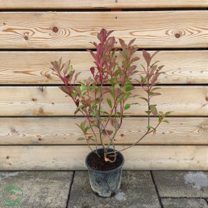 Červienka Fraserova (Photinia × fraseri) ´RED ROBIN´ - výška 70-100 cm, kont. C7L - okrasný kvetináč