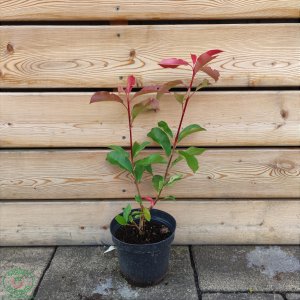 Červienka Fraserova (Photinia × fraseri) ´ROBUSTA COMPACTA´ - výška 30-40 cm, kont. C2L