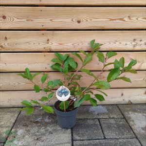 Červienka Fraserova (Photinia × fraseri) ´RED ROBIN´ - výška 25-30 cm, kont. C2L 