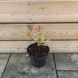 Červienka Fraserova (Photinia × fraseri) ´PINK MARBLE´® – výška 20-30 cm, kont. C2L