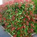 Červienka Fraserova (Photinia × fraseri) ´MCLARLOU LOUISE´® - výška 90-120 cm, kont. C2L