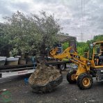 Olivovník európsky (Olea Europaea) - výška 300+cm, obvod kmeňa 120/150 cm - BONSAJ - STARÝ A VZÁCNY EXEMPLÁR (-12°C) 