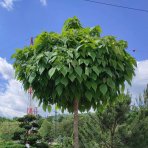 Katalpa bignóniovitá (Catalpa bignonioides) ´NANA´ - výška 250-300cm, obvod kmeňa 30/35cm, kont. C180L