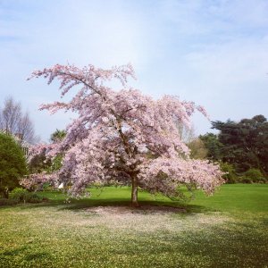 Sakura chĺpkatá (Prunus subhirtella) ´PENDULA RUBRA´, výška: 200-250 cm, C20L 