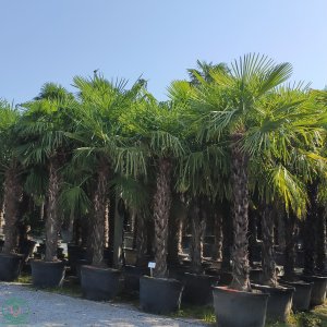 Trachycarpus fortunei - výška kmeňa 240-270 cm, celková výška 300-350 cm (-17°C)