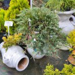 Borievka rozprestretá (Juniperus horizontalis) ´WILTONII´ - Ø 80-100 cm, kont. C10L