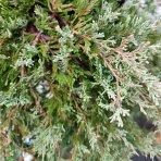 Borievka rozprestretá (Juniperus horizontalis) ´WILTONII´ - priemer rastliny 80-100 cm, kont. C10L