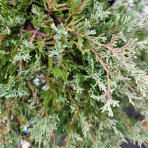 Borievka rozprestretá (Juniperus horizontalis) ´WILTONII´ - Ø 80-100 cm, kont. C10L