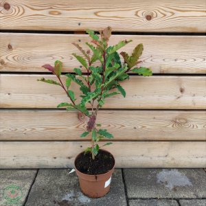 Červienka čínska (Photinia Serratifolia) ´CRUNCHY´®, výška 40-60 cm, kont. C2L