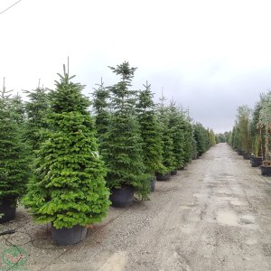 Normandská jedľa (Abies Nordmanniana) - výška: 300-350 cm, kont. C290L